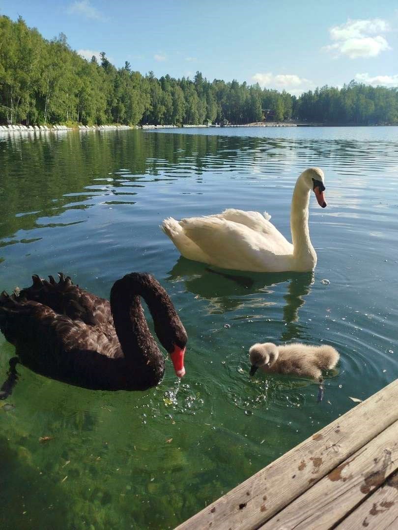 Обложка произведения Гуси и Лебеди