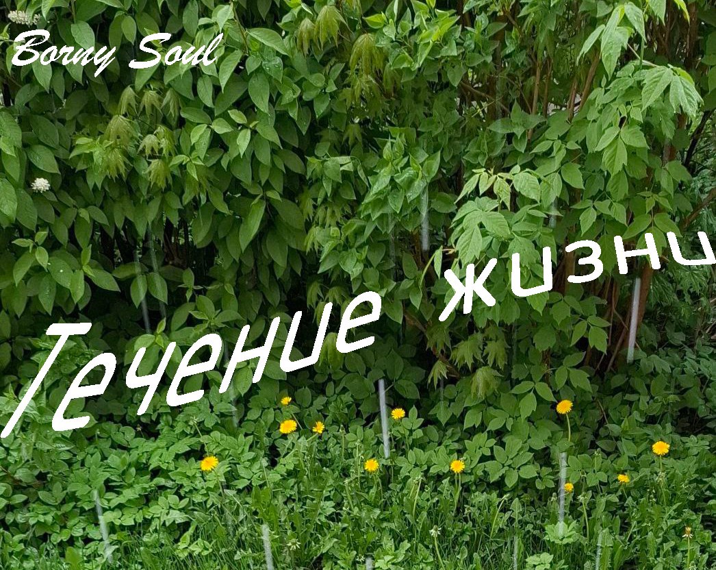 Обложка произведения Течение жизни