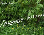 Обложка произведения Течение жизни
