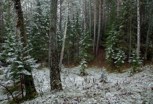 Обложка произведения Трескучий мороз
