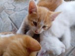 Обложка произведения Котики