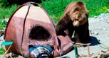Обложка произведения Не придуманная история