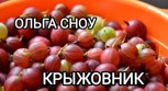 Обложка произведения Крыжовник