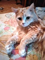 Обложка произведения Мажорик Тёма