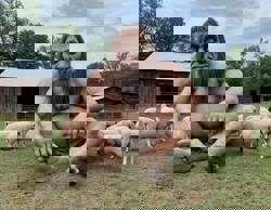 Великан Эд