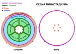 Обложка произведения Про флэшбалет