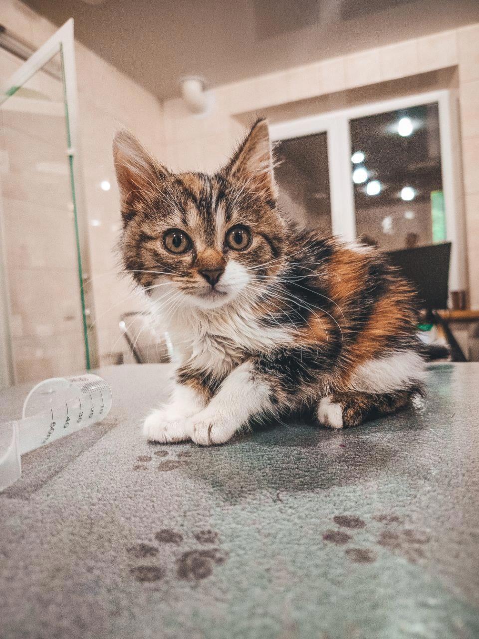 Котёнок по кличке Булка в ожидании гипса на поломанную лапу