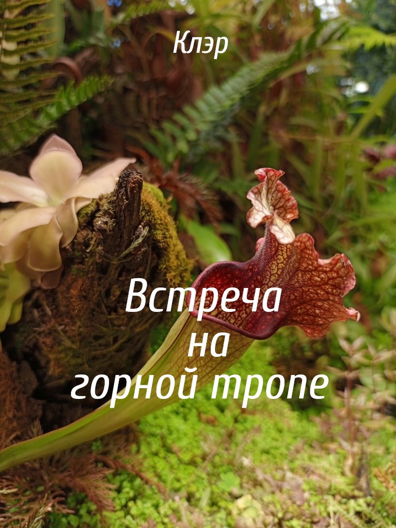 Обложка произведения Встреча на горной тропе