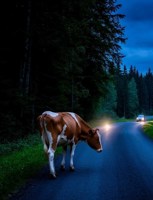 Обложка произведения Всё началось с коровы...