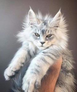 Котенок Буран