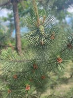 Обложка произведения По следам угасшей радуги