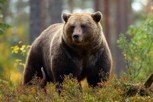 Обложка произведения Басни Посохова про медведя