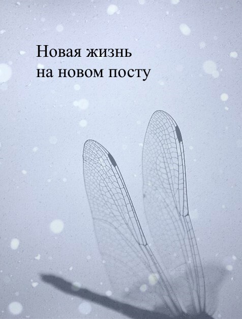 Обложка произведения Новая жизнь на новом посту