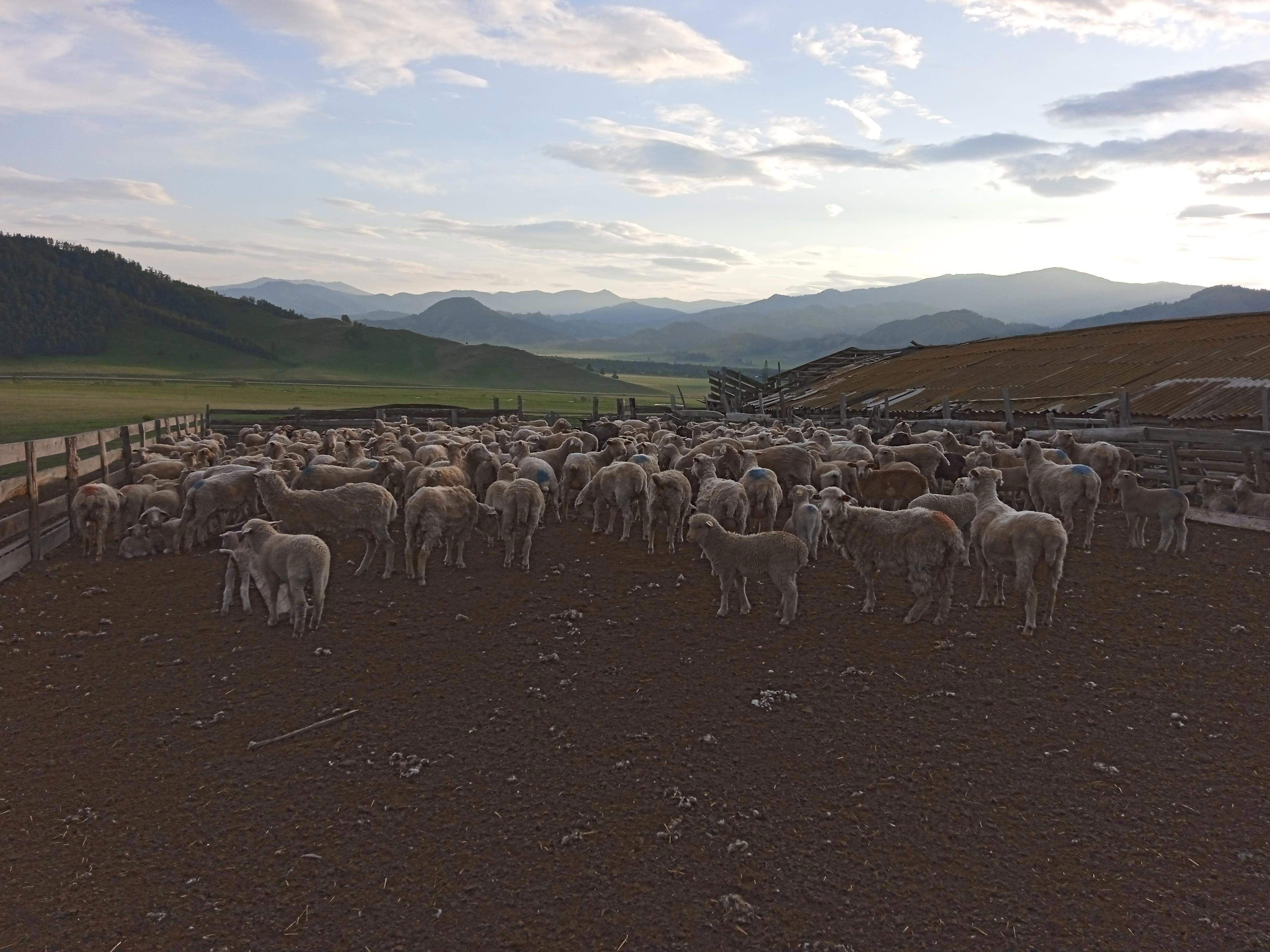 Я познакомился с коренными алтайцами и прикоснулся к их уникальной культуре! - Виктор Агеев-Полторжицкий