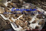 Обложка произведения Ступино: здесь мы были, есть, и будем есть. Дороги и трёпы- 3