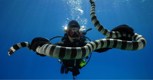 Обложка произведения Сильнее льва и даже самого слона