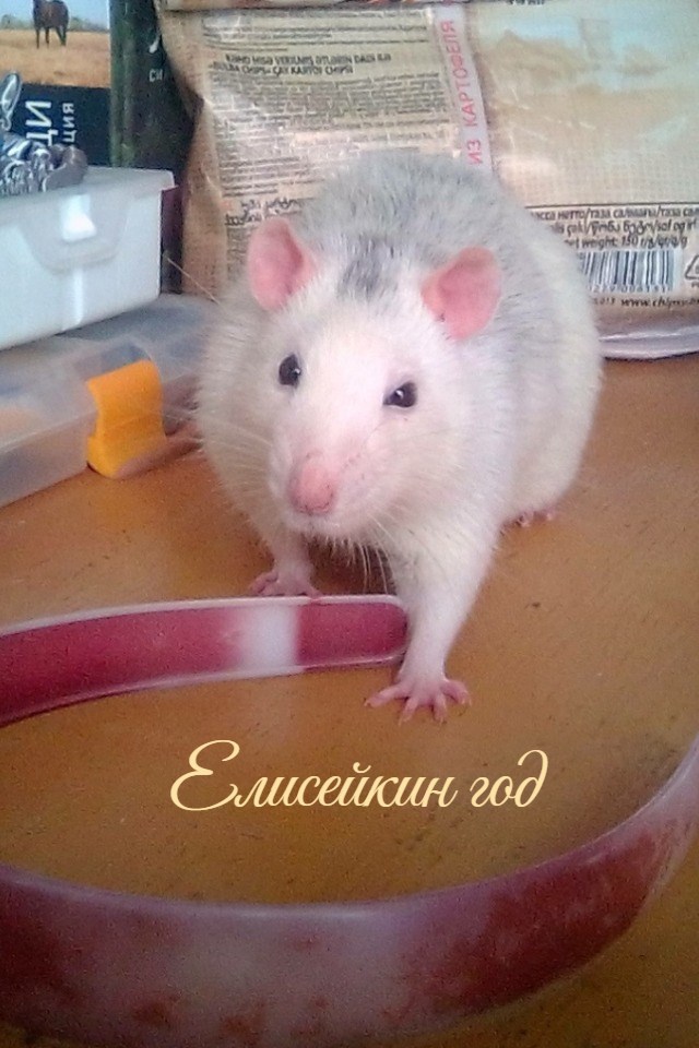 Обложка произведения Елисейкин год
