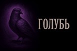 Обложка произведения Голубь