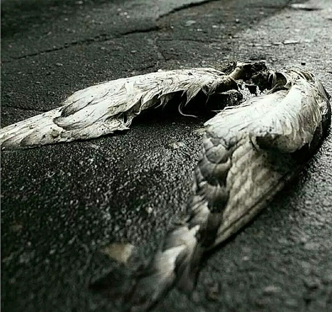 Обложка произведения Отчаяние