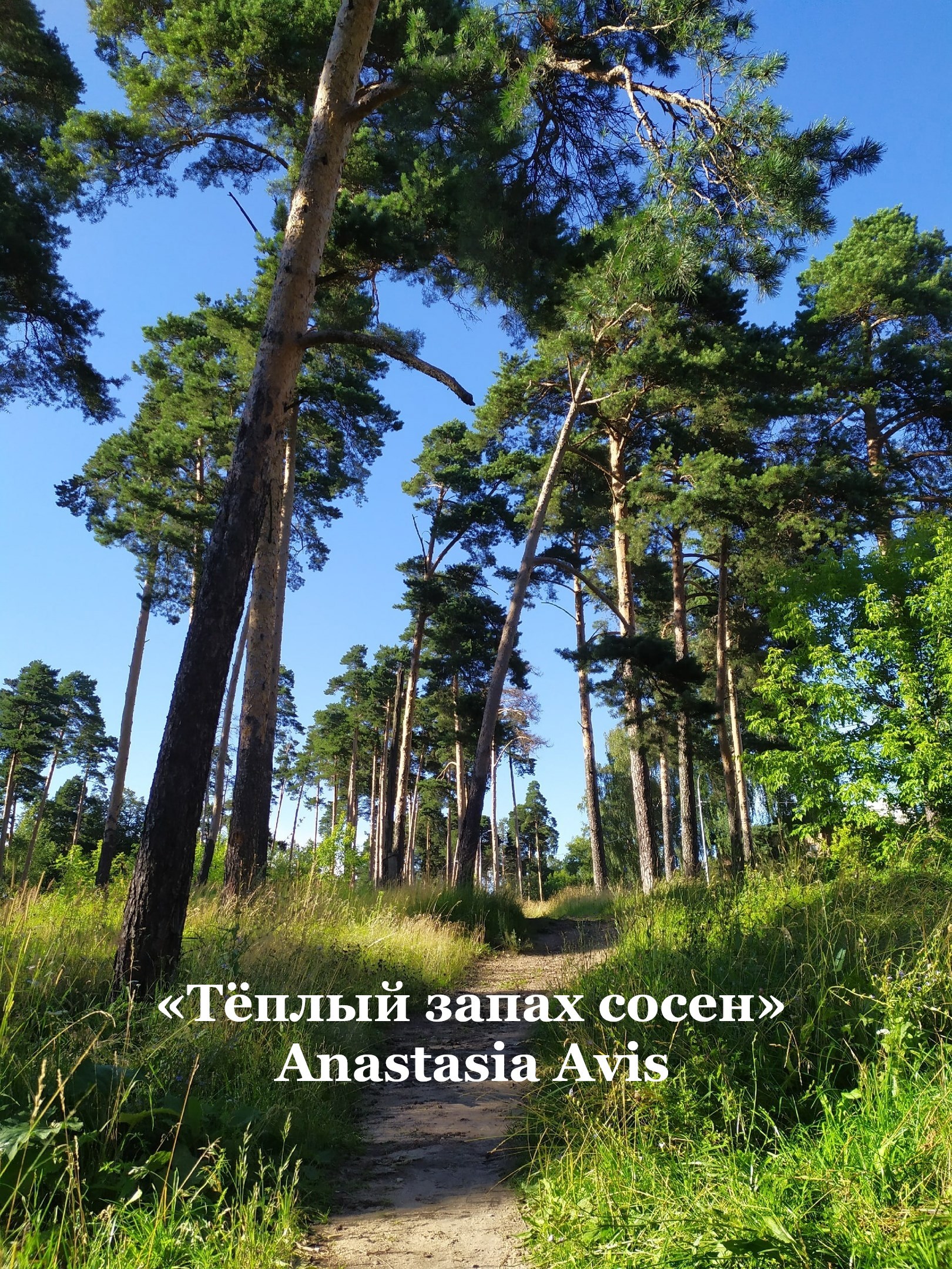 Обложка произведения Тёплый запах сосен