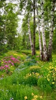 Обложка произведения Короткое лето
