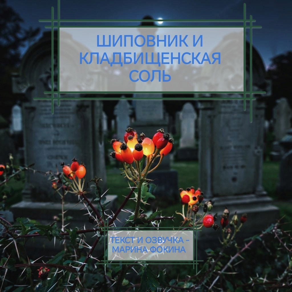 Обложка произведения Шиповник и кладбищенская соль