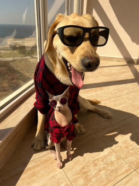 Обложка произведения Дени и Мэни