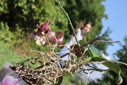 Ориби Каммпирр -...