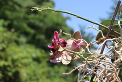 Ориби Каммпирр -...