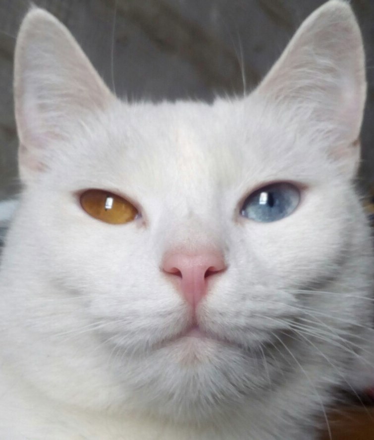 Обложка произведения Перламутровая сказка Часть3