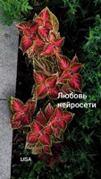 Обложка произведения Любовь нейросети