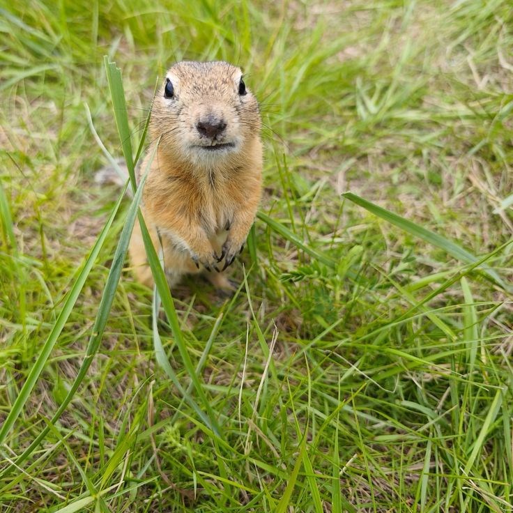 Обложка произведения Про суслика Сеню.