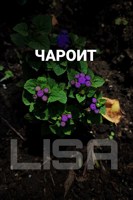Обложка произведения Чароит