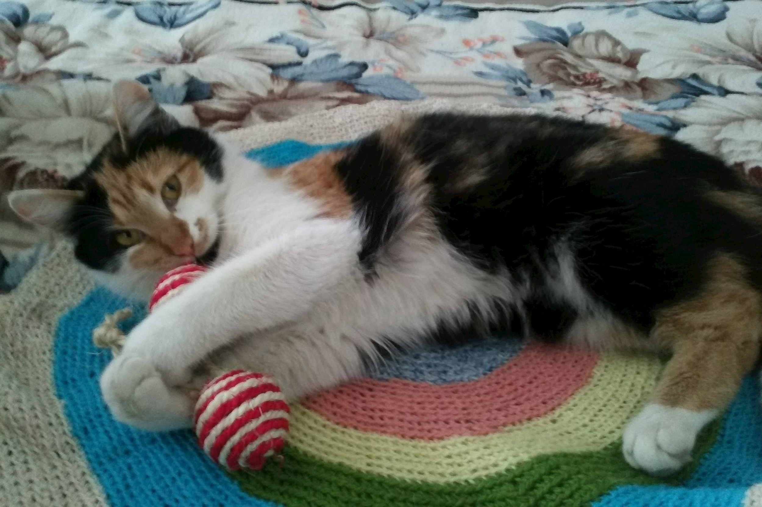 Обложка произведения Тишина после мурлыканья