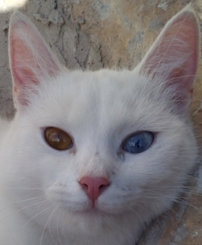 Обложка произведения Перламутровая сказка часть 4