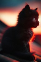 Обложка произведения Котёнок по имени Мяу