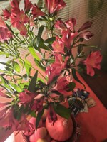 Обложка произведения Тарологические заметки