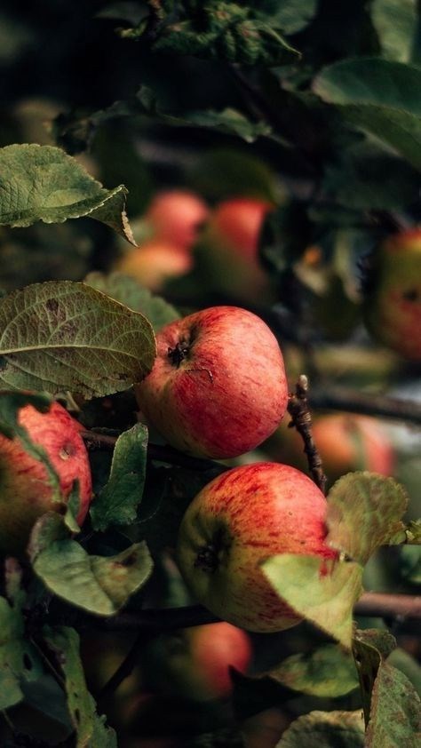 Обложка произведения Баба Яга, Мабон, неправильные пироги и плохие рифмы