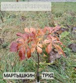 Обложка произведения Мартышкин труд