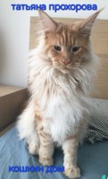 Обложка произведения Кошкин дом