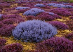 кустарники в другом мире