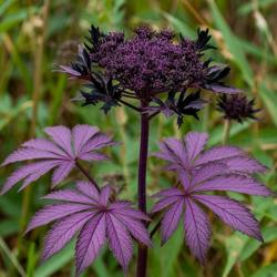 Иномирный борщевик