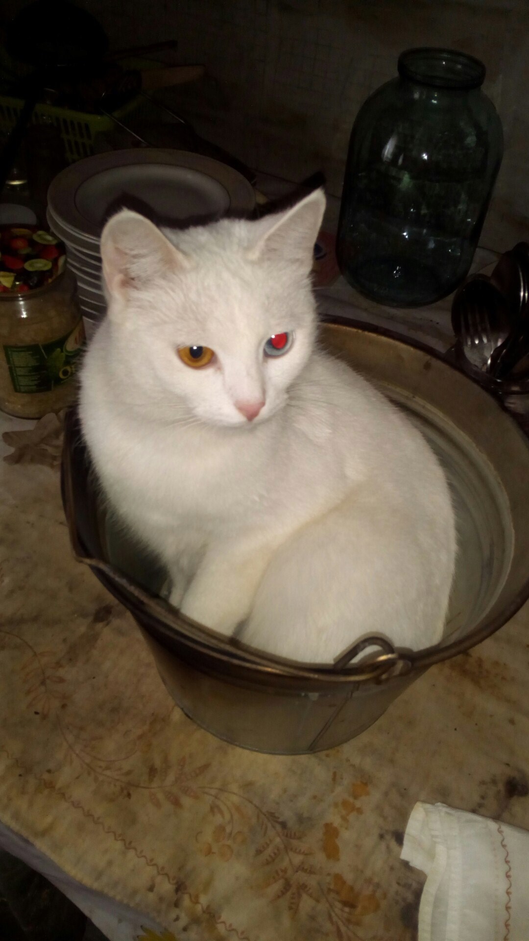 Обложка произведения Перламутровая сказка часть 6