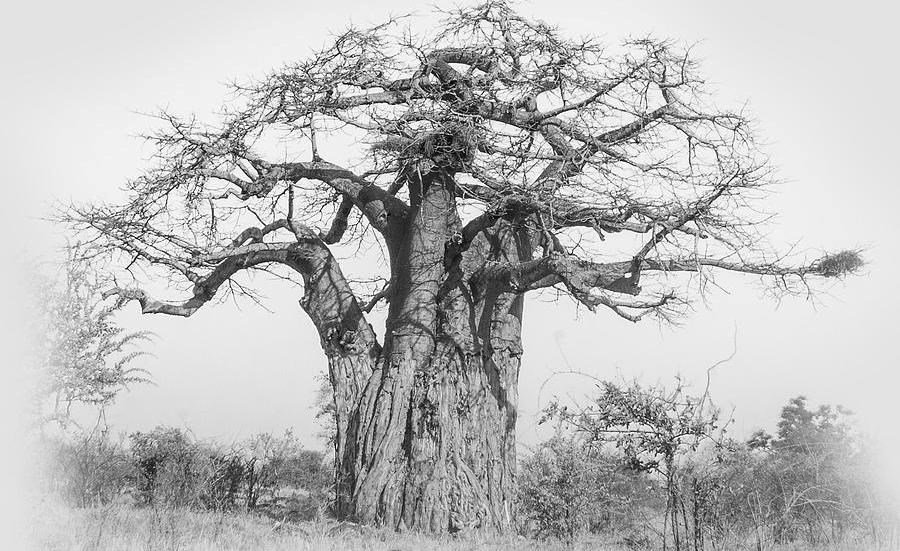 Обложка книги «Баобаб»