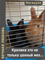 Обложка произведения Кролики - это не только ценный мех...