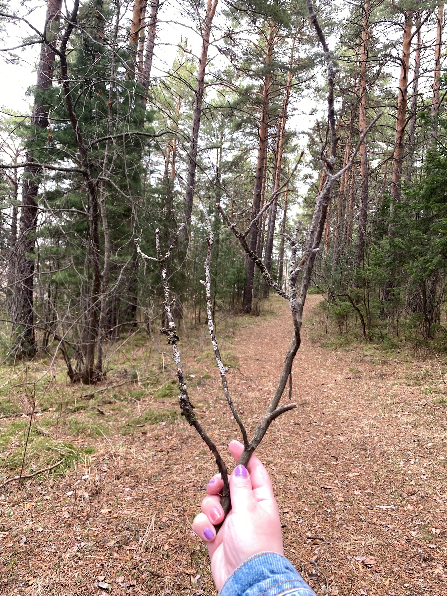 Обложка произведения Плетёная птица