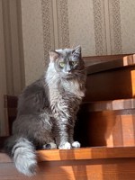 Обложка произведения Осень в кошачьих глазах