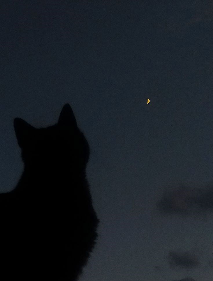 Обложка произведения Приключения кота