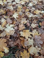 Обложка произведения Мантра тихих дней