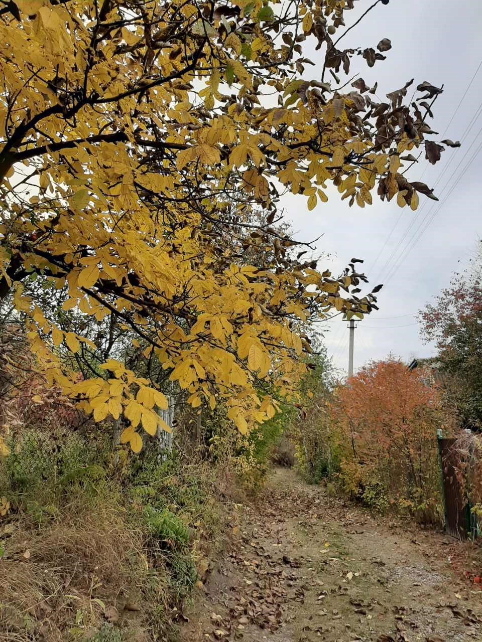 Обложка произведения Осень возвращает